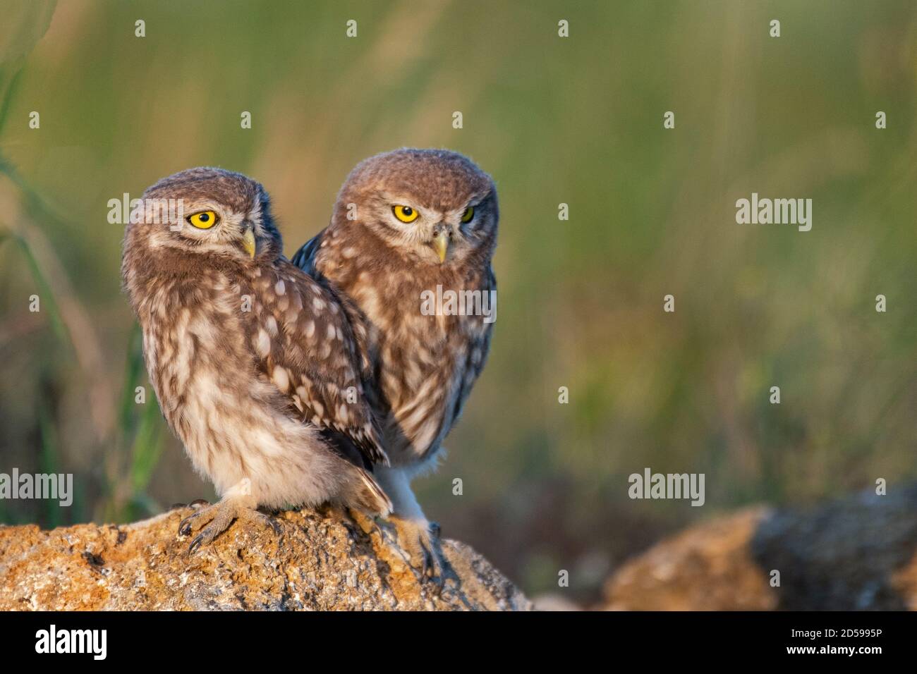 Deux Little Owl Athene noctua, se dresse sur un rocher. Portrait gros plan. Banque D'Images