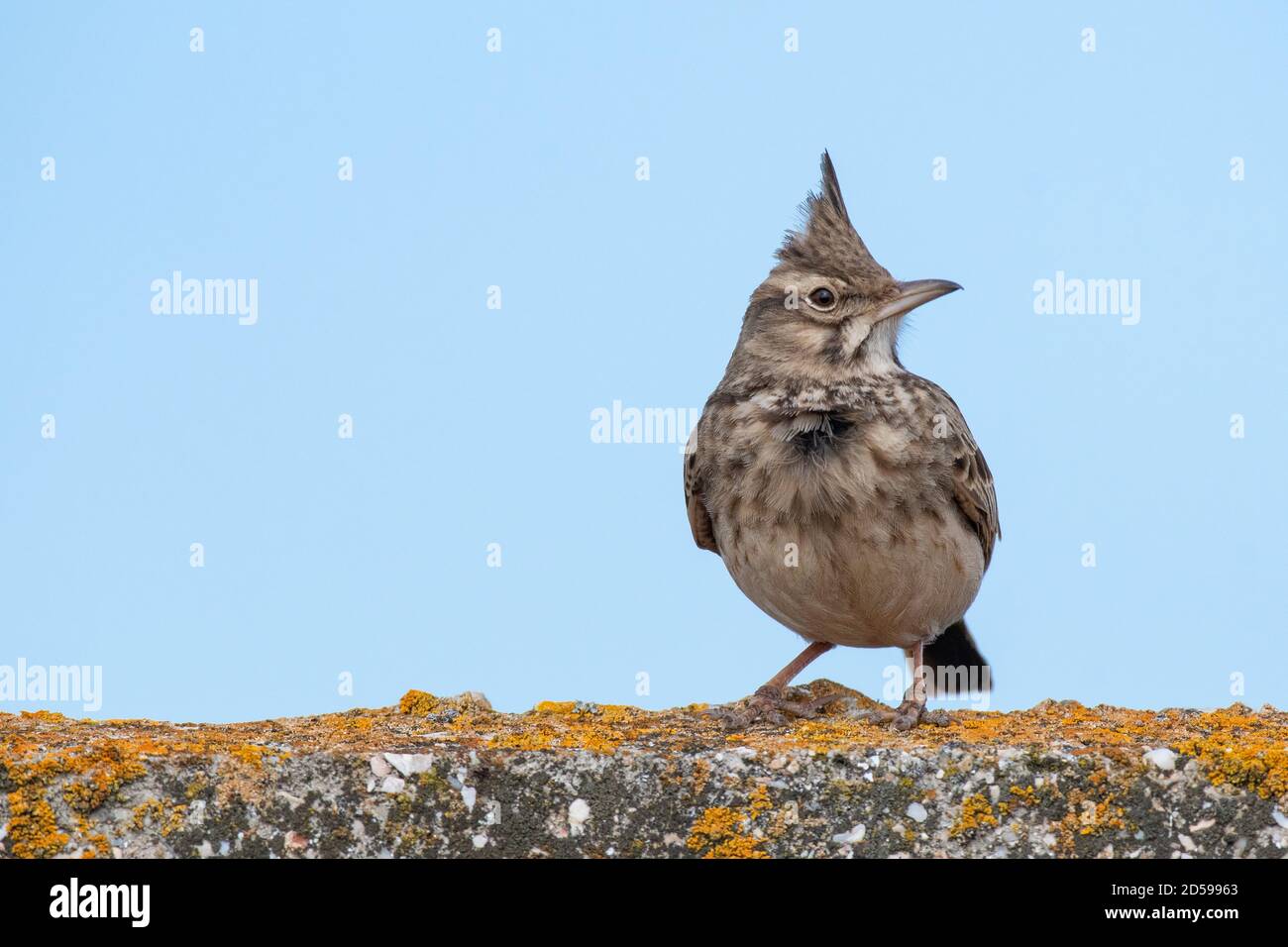 Lark créa contre le ciel, Galerida cristata. Banque D'Images