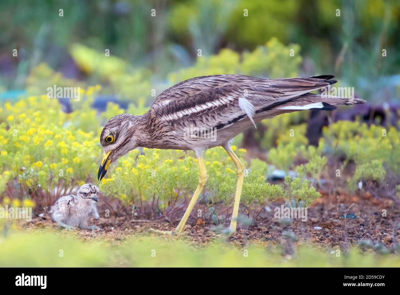 Le curlew de pierre eurasien Burhinus oedicnemus, avec ses poussins. Banque D'Images