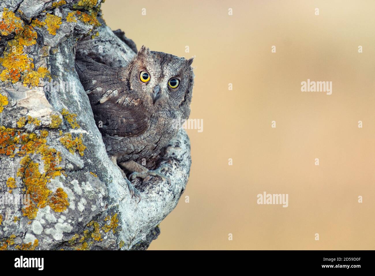 Scops Owl, qui ne regarde pas le nesthole. Otus Scrops. Banque D'Images