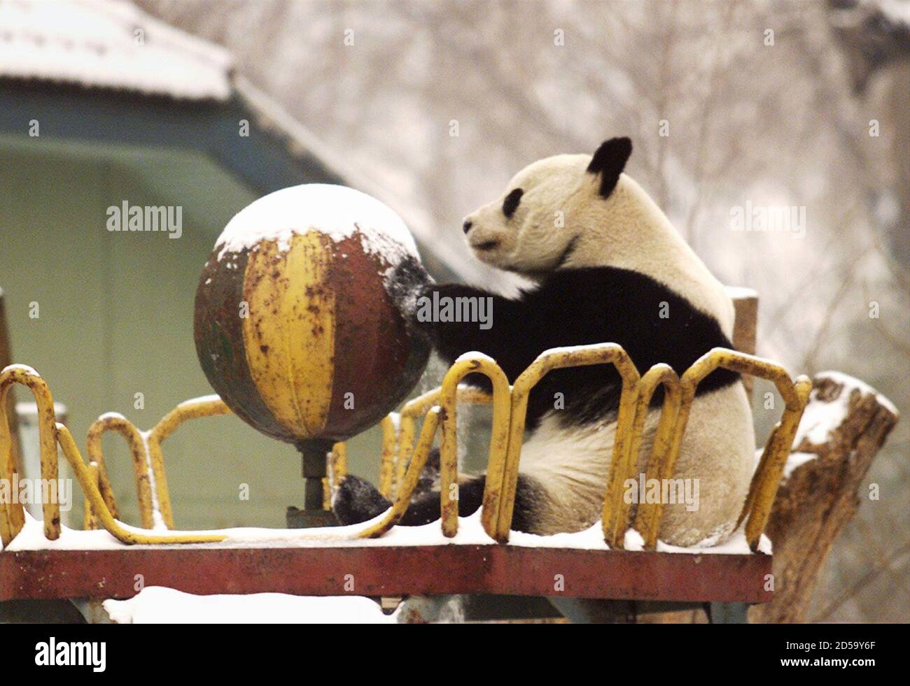 A giant panda plays in the snow at the Beijing Zoo January 12. Experts say that the giant panda, a symbol of endangered species for much of the 20th century, could provide A giant panda plays in the snow at the Beijing Zoo January 12. Experts say that the giant panda, a symbol of endangered species for much of the 20th century, could provide