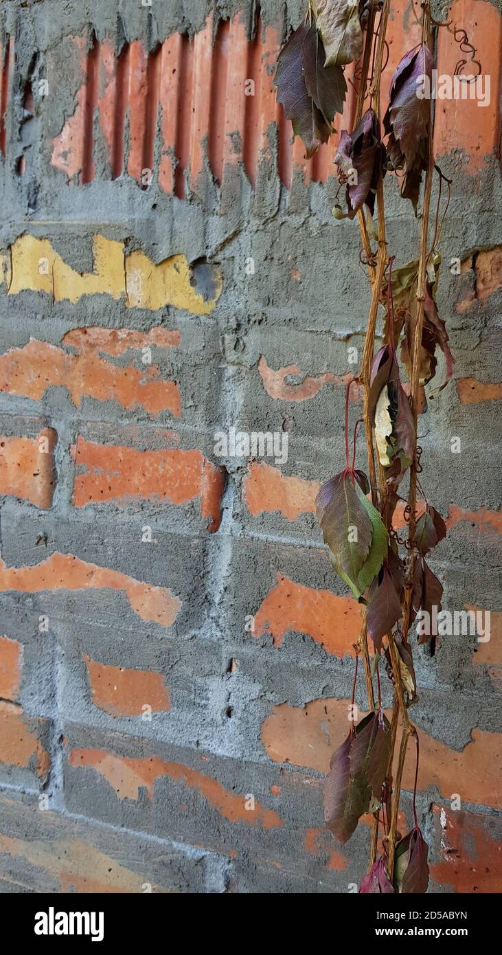 Feuilles séchées d'automne accrochées à la branche avec fond de mur de brique. Travaux de réparation de ferme. Vieux mur de briques avec joints en ciment rugueux Banque D'Images