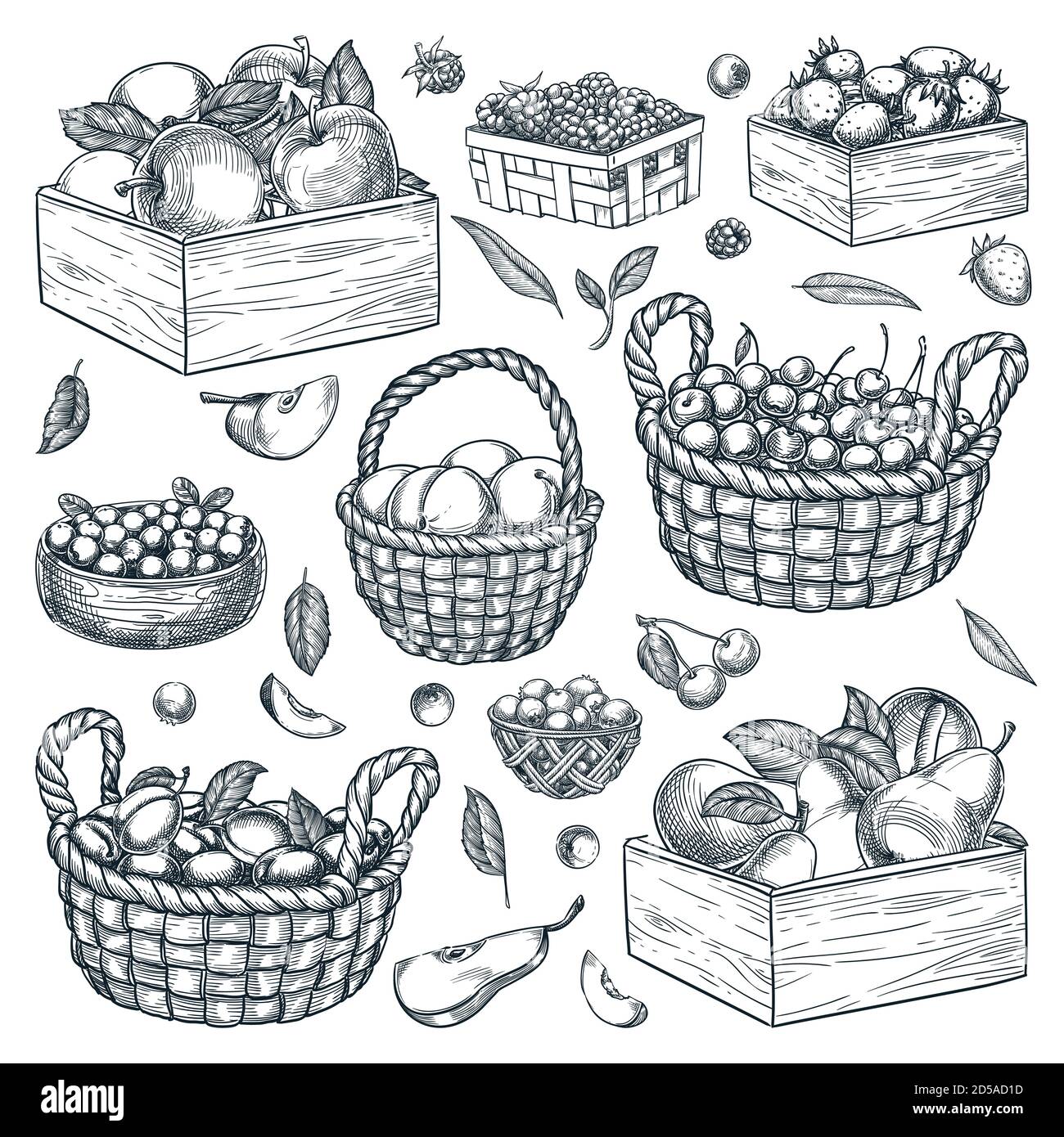 Paniers, boîtes en bois, récipients avec baies et fruits isolés sur fond blanc. Illustration vectorielle dessinée à la main de framboise, bleuet, Illustration de Vecteur