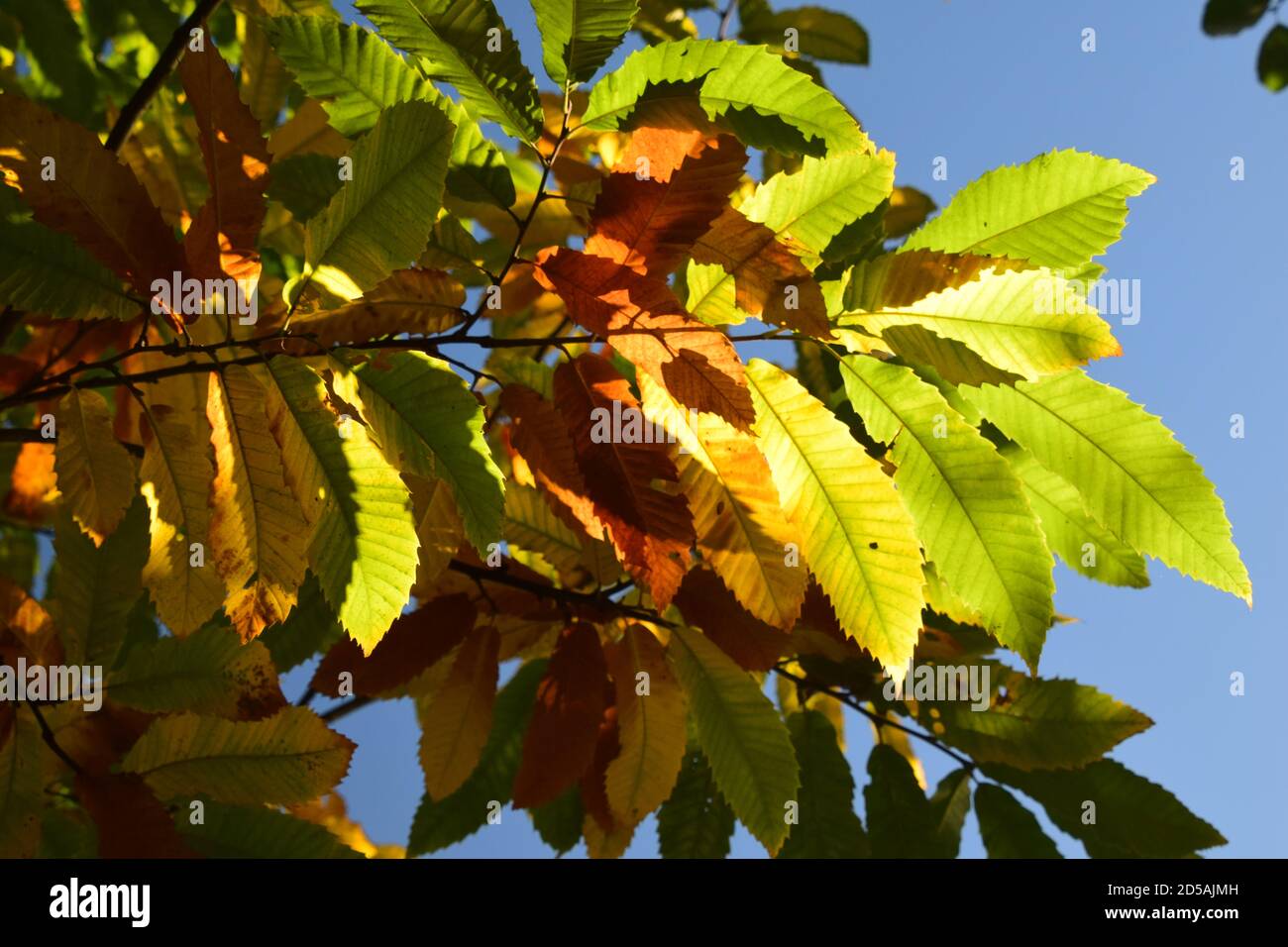 Feuilles automnales en plein soleil Banque D'Images