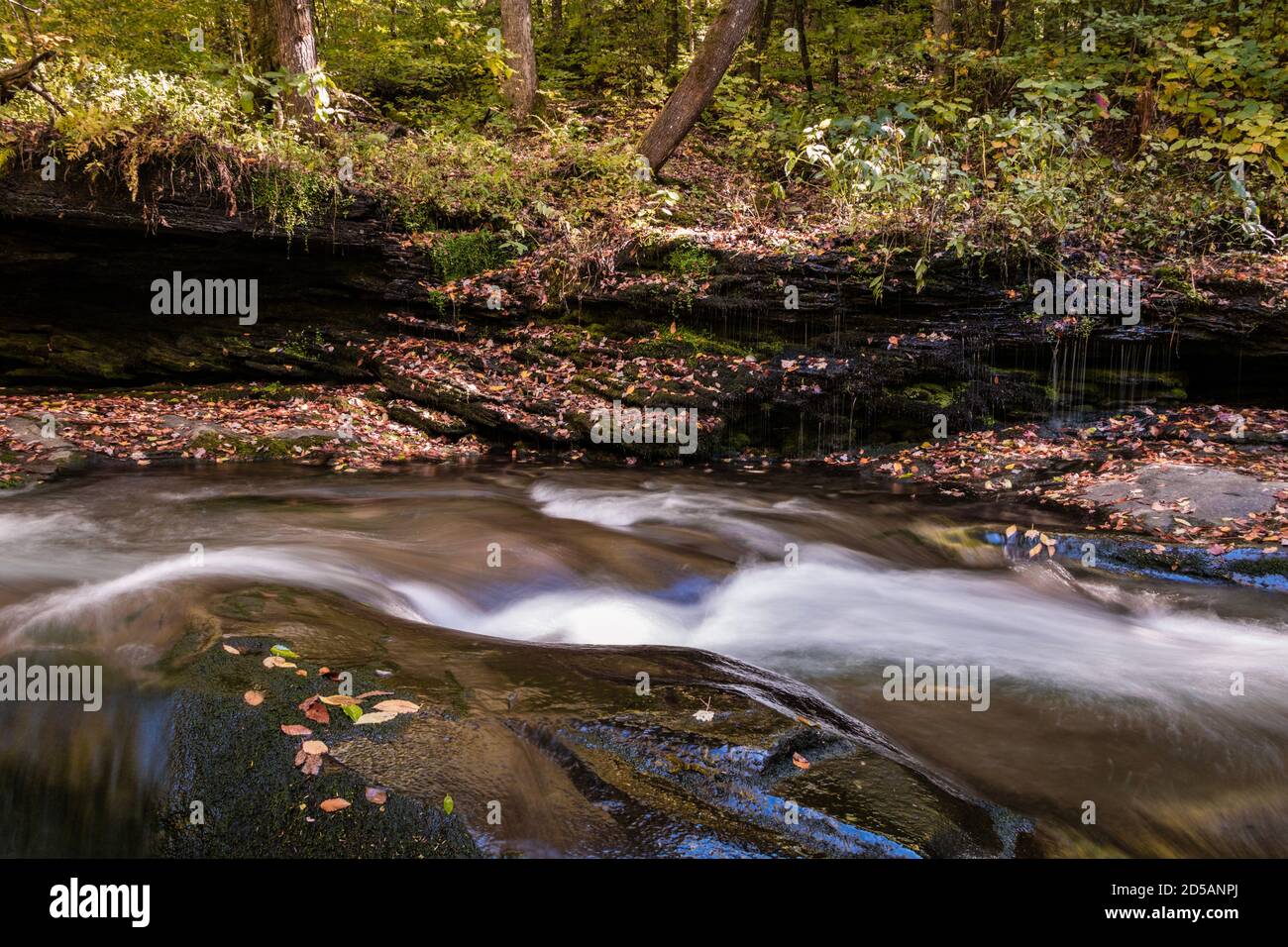 La chute de feuilles dans le feuillage d'automne lumineux entoure Rondout Creek in Peekamoose Forest Catskills Banque D'Images