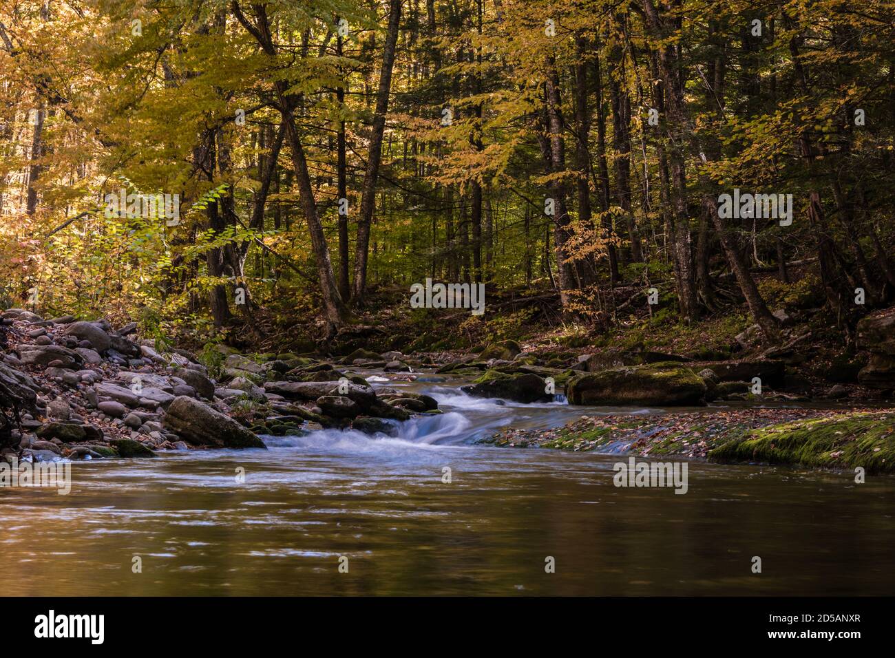 La chute de feuilles dans le feuillage d'automne lumineux entoure Rondout Creek in Peekamoose Forest Catskills Banque D'Images