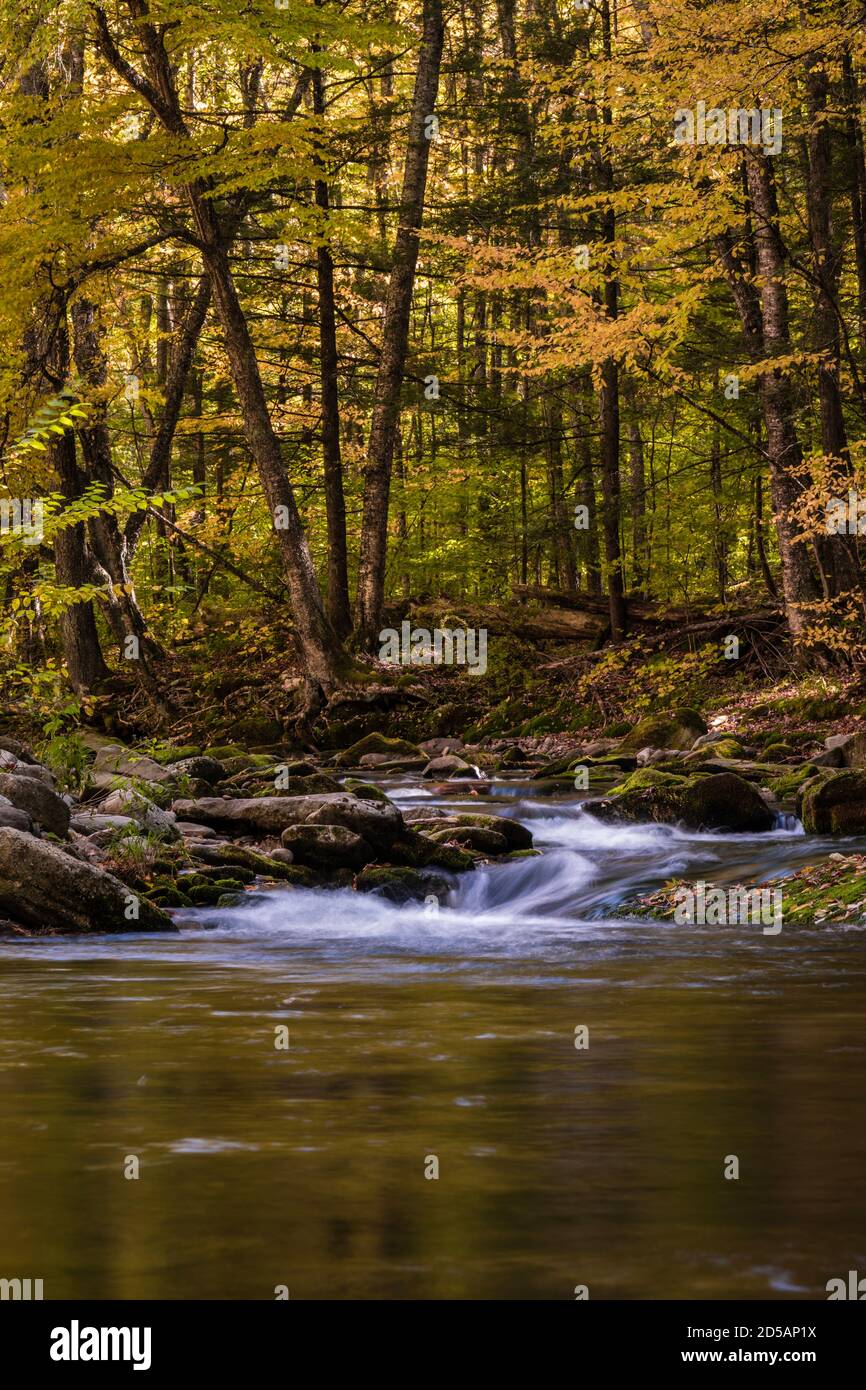 La chute de feuilles dans le feuillage d'automne lumineux entoure Rondout Creek in Portrait de Peekamoose Forest Catskills Banque D'Images