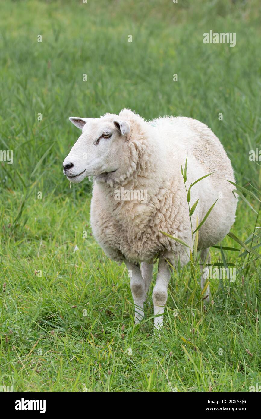 Mouton, Frise orientale, Basse-Saxe. Allemagne. Banque D'Images