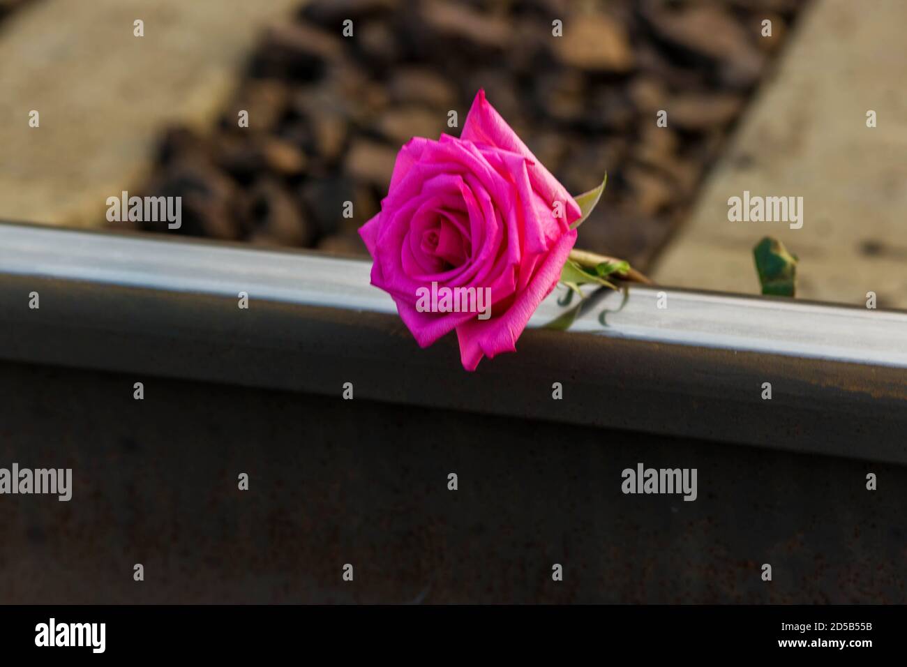 .Red rose se trouve sur les rails sur les voies de chemin de fer. Banque D'Images