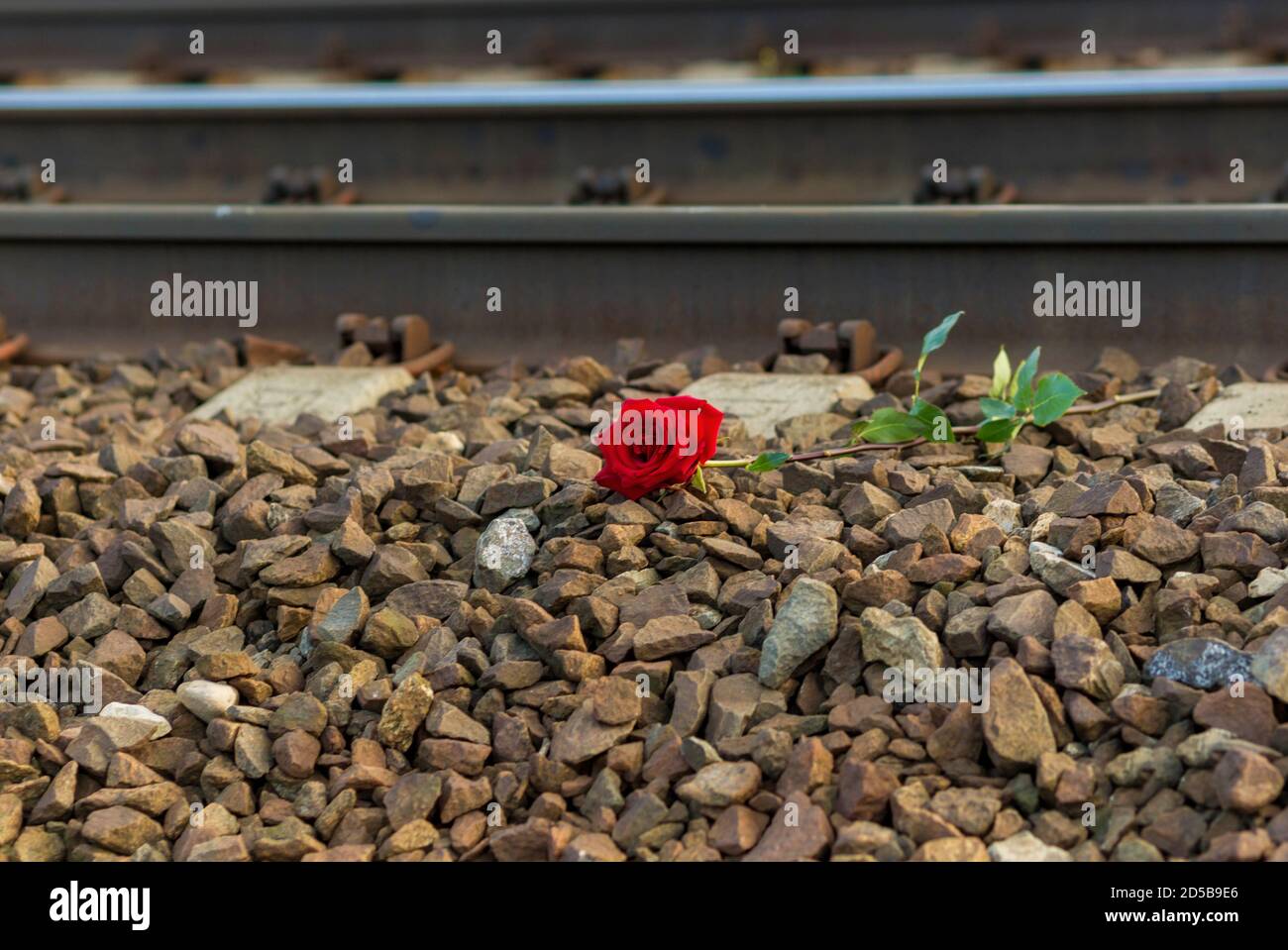 La rose rouge se trouve à côté des rails sur les voies ferrées. Banque D'Images
