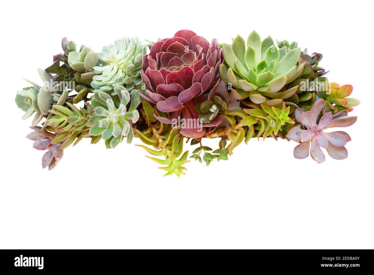 Plantes succulentes sur blanc Banque D'Images