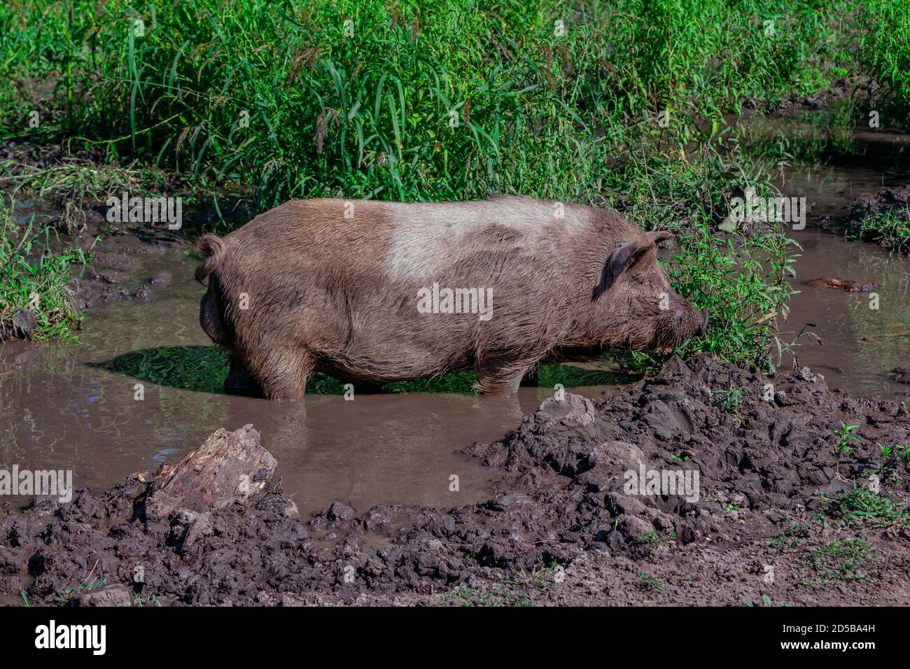 Gros gros cochon brun sale se détendre dans une flaque de boue sur la prairie dans une ferme. Animal domestique. Banque D'Images