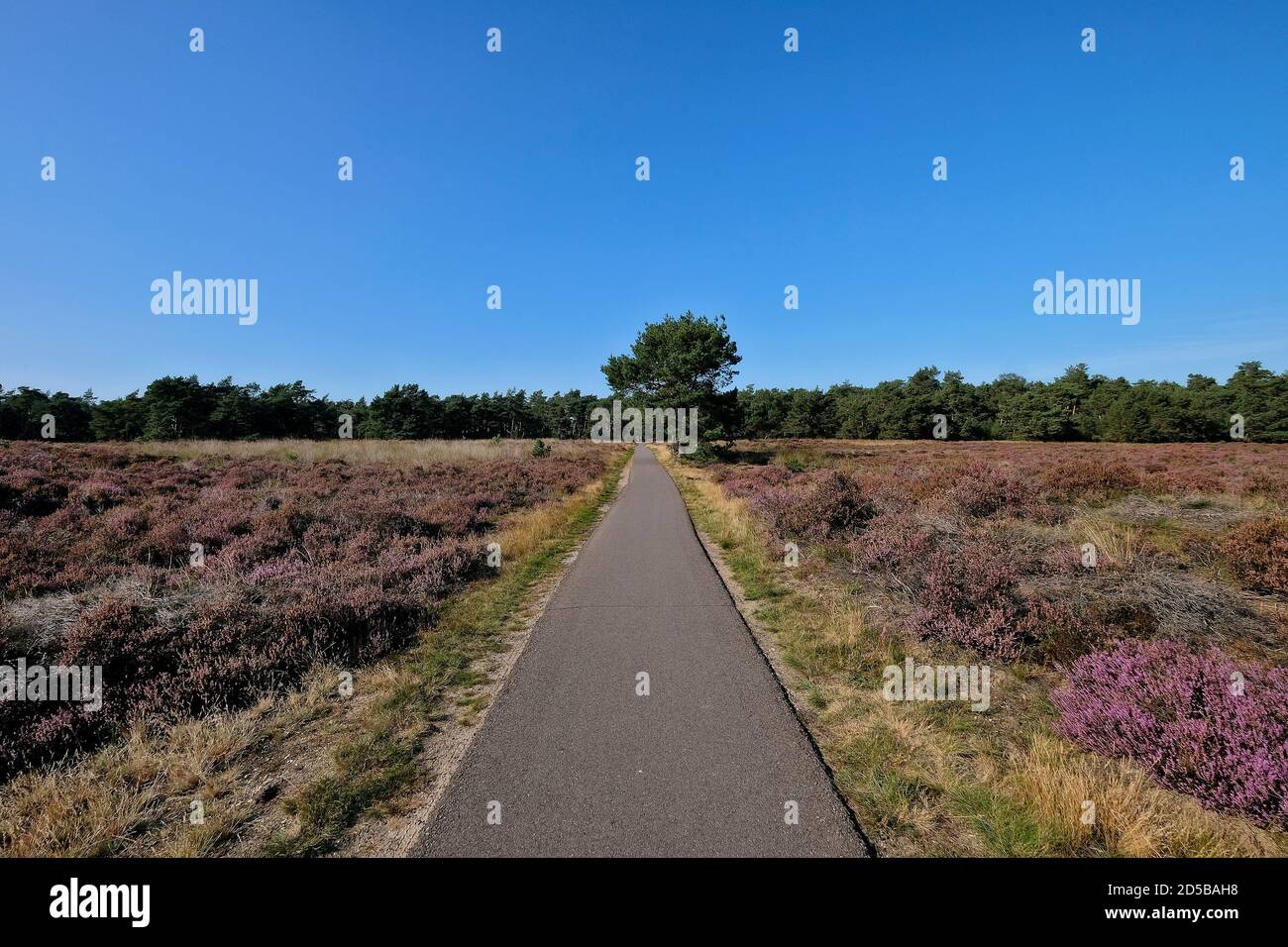 Piste cyclable à travers le paysage de la lande dans le parc national de Hoge Veluwe, un parc naturel aux pays-Bas, province de Gelderland Banque D'Images