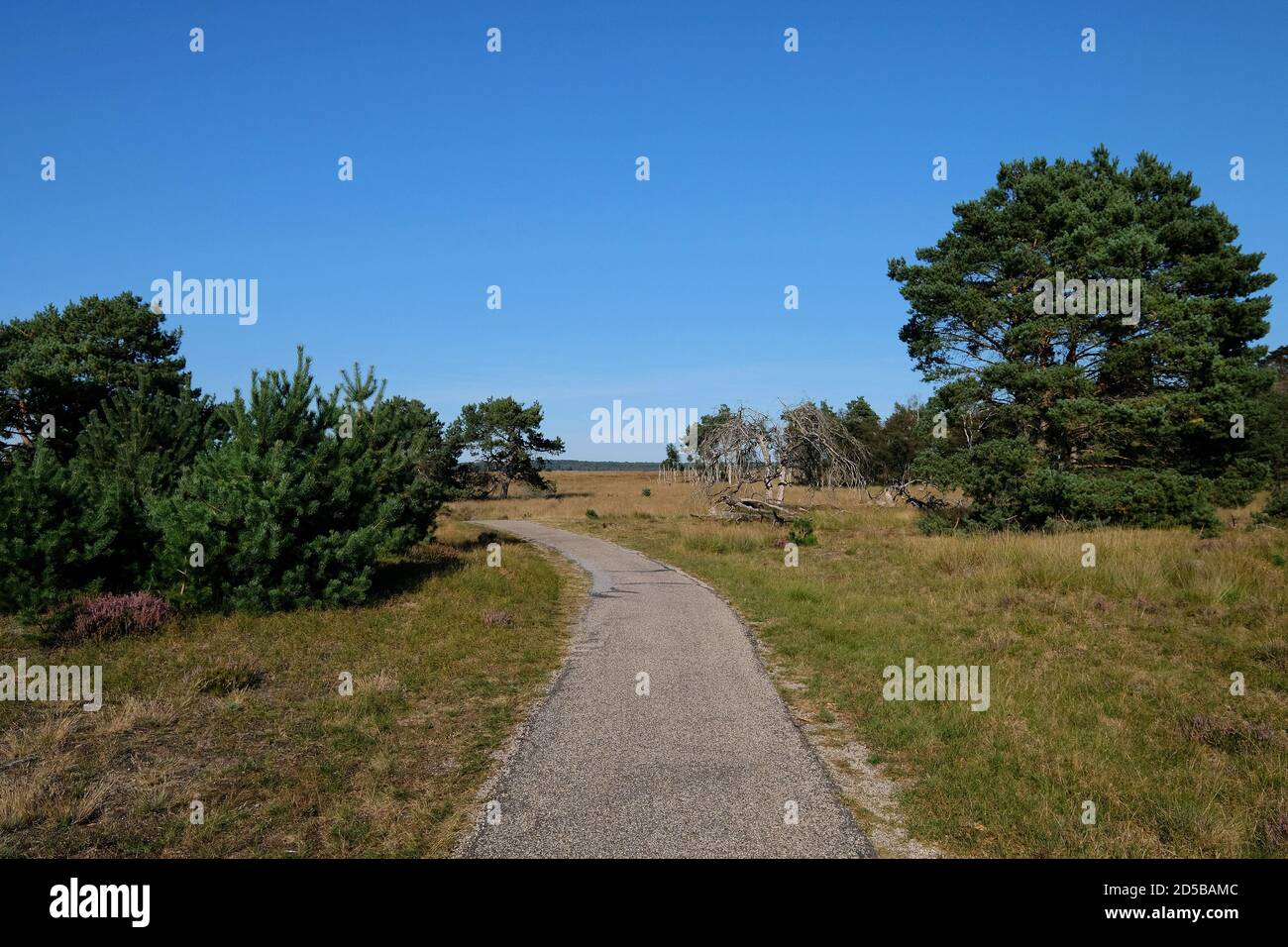 Piste cyclable à travers le paysage de la lande dans le parc national de Hoge Veluwe, un parc naturel aux pays-Bas, province de Gelderland Banque D'Images