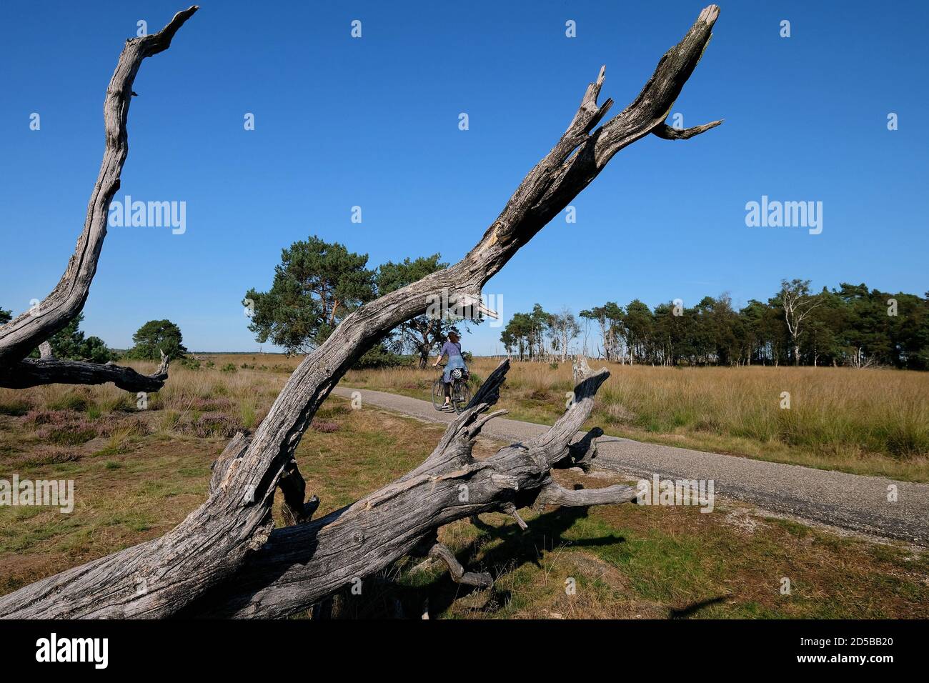 Piste cyclable à travers le paysage de la lande dans le parc national de Hoge Veluwe, un parc naturel aux pays-Bas, province de Gelderland Banque D'Images