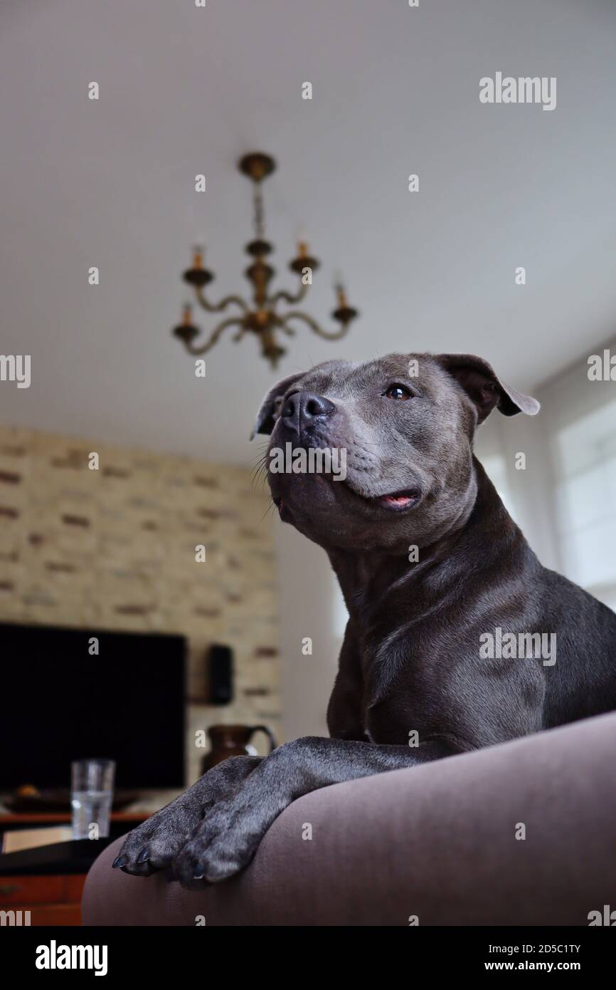 Joli Staffordshire Bull Terrier d'en bas sur le canapé brun à la maison. Adorable Staffy bleu sur le canapé dans le salon. Banque D'Images