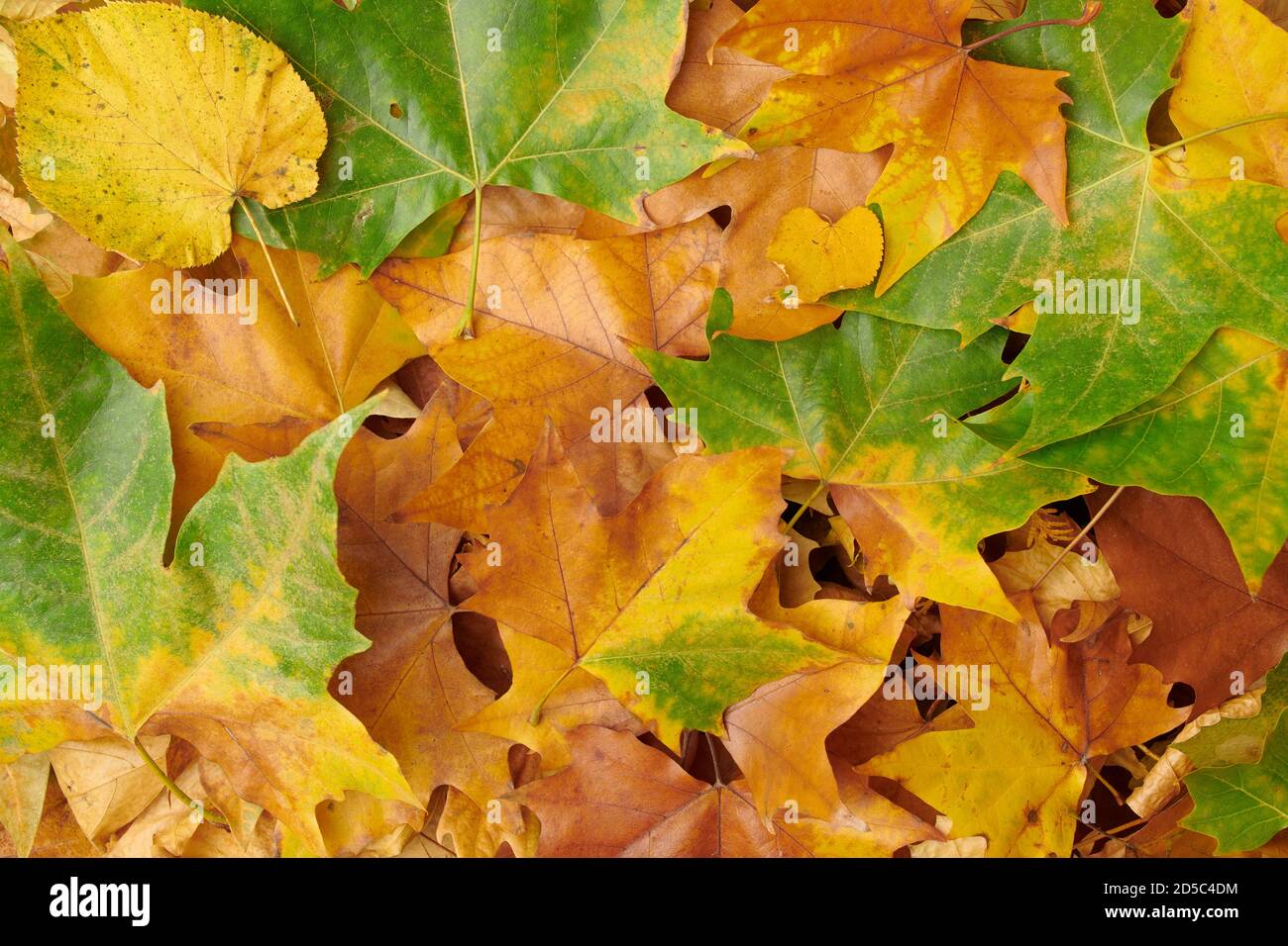 Bonjour novembre. flat Lay avec les feuilles. Banque D'Images