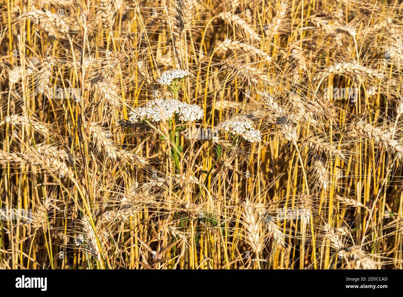Reifes Getreide auf einem Feld in Schleswig-Holstein vor der Ernte im Herbst Banque D'Images