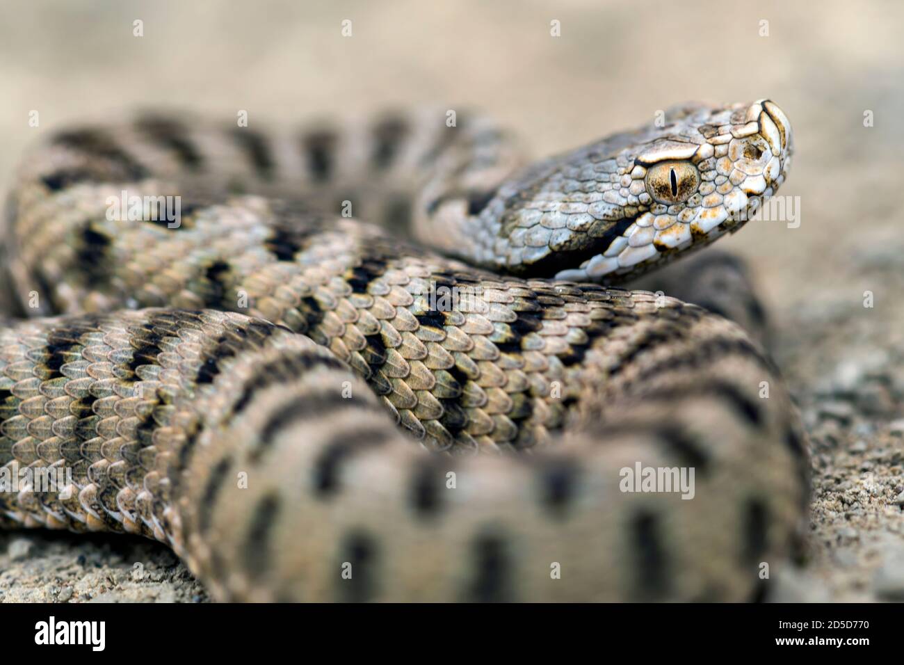 Vipera aspis (Vipera aspis) Banque D'Images