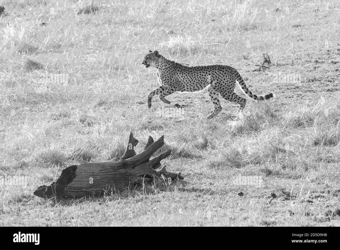 Cheetah (Acinonyx jubatus) Courir après la proie dans le Masai Mara du Kenya Banque D'Images