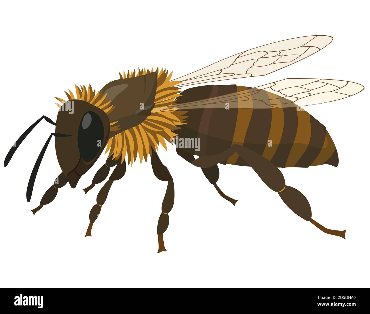 Vue latérale sur les abeilles. Insecte dans le style de dessin animé. Illustration de Vecteur