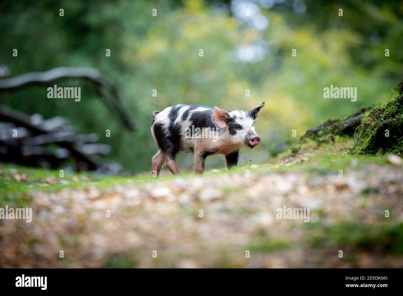 Les porcelets et les porcs se nourrissent sur le sol forestier de la Nouvelle forêt à la recherche d'acornes et d'autres noix dans le cadre de la saison de la pêche lorsque les porcs se déplacent librement. Banque D'Images