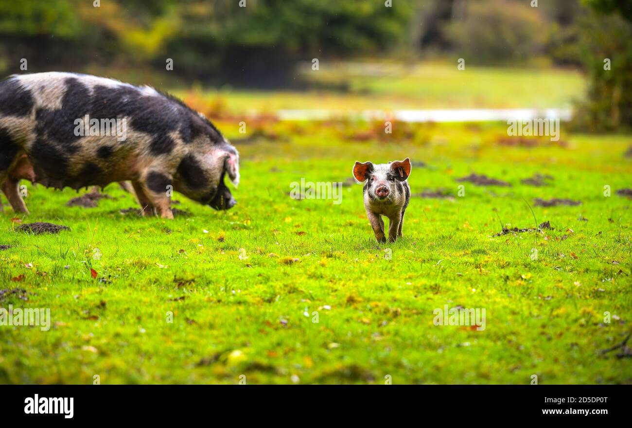 Les porcelets et les porcs se nourrissent sur le sol forestier de la Nouvelle forêt à la recherche d'acornes et d'autres noix dans le cadre de la saison de la pêche lorsque les porcs se déplacent librement. Banque D'Images