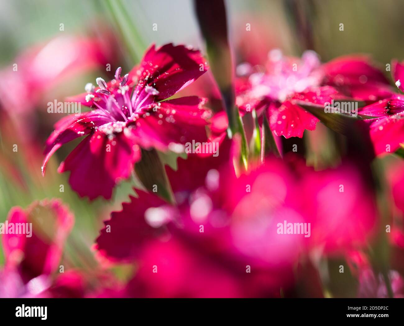 De nombreuses petites fleurs de couleur magenta en gros plan vibrant. Banque D'Images De nombreuses petites fleurs de couleur magenta en gros plan vibrant. Banque D'Images