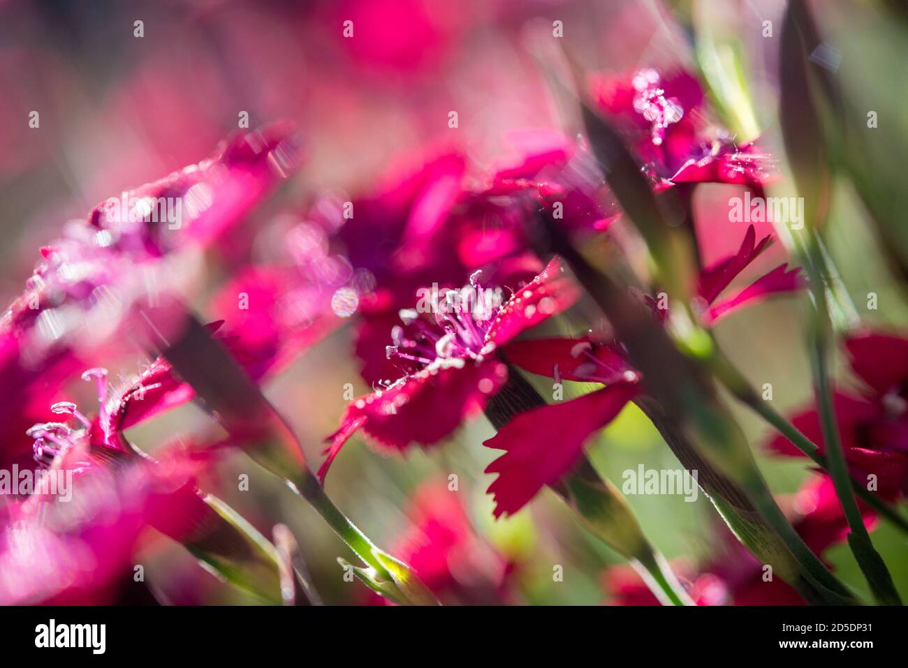 De nombreuses petites fleurs de couleur magenta en gros plan vibrant. Banque D'Images De nombreuses petites fleurs de couleur magenta en gros plan vibrant. Banque D'Images