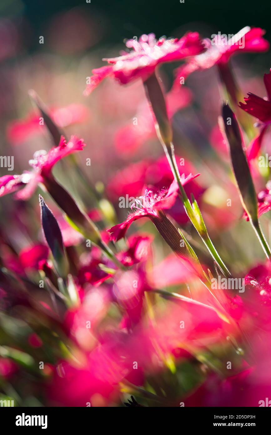 De nombreuses petites fleurs de couleur magenta en gros plan vibrant. Banque D'Images De nombreuses petites fleurs de couleur magenta en gros plan vibrant. Banque D'Images