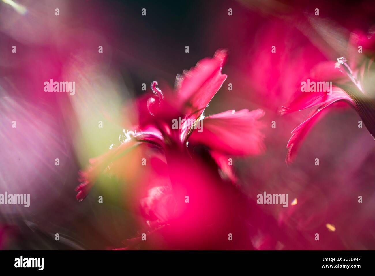 De nombreuses petites fleurs de couleur magenta en gros plan vibrant. Banque D'Images De nombreuses petites fleurs de couleur magenta en gros plan vibrant. Banque D'Images