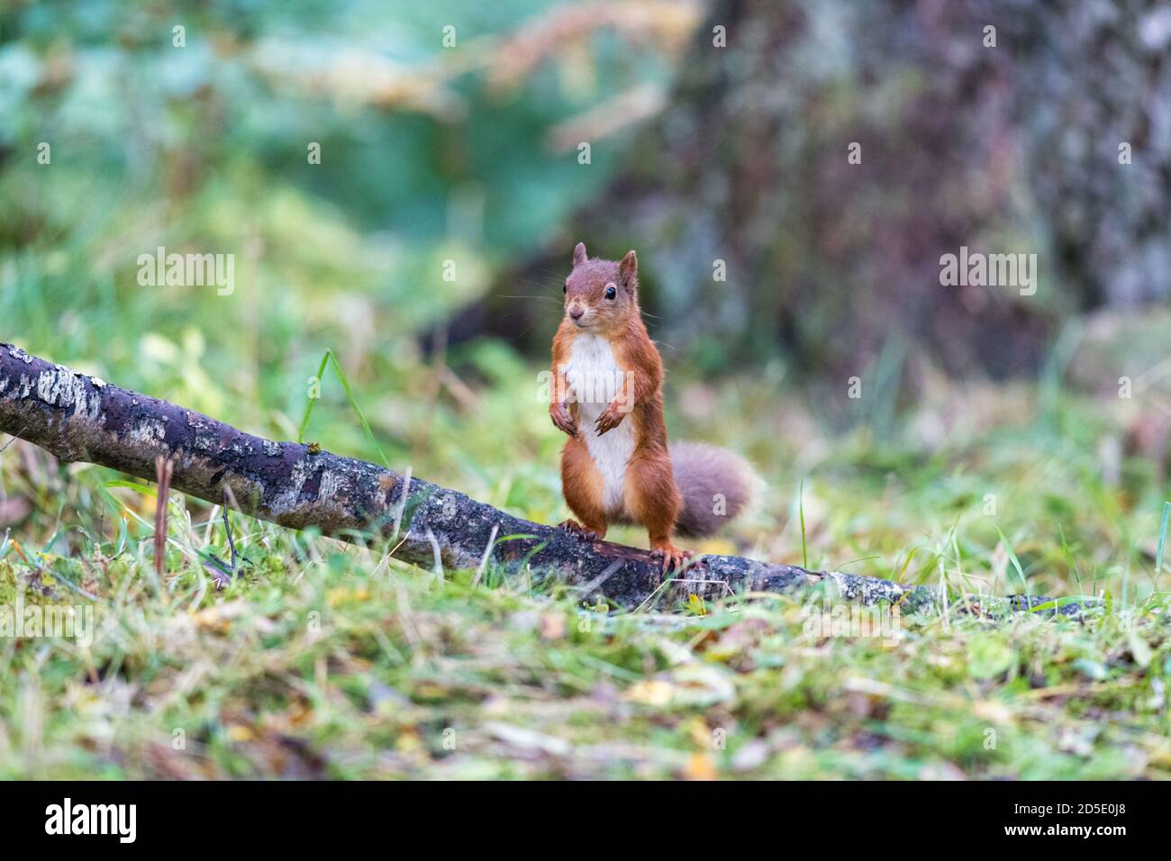 Écureuil roux (Sciurus vulgaris) Coffre à accrocher debout sur le sol forestier en automne Banque D'Images