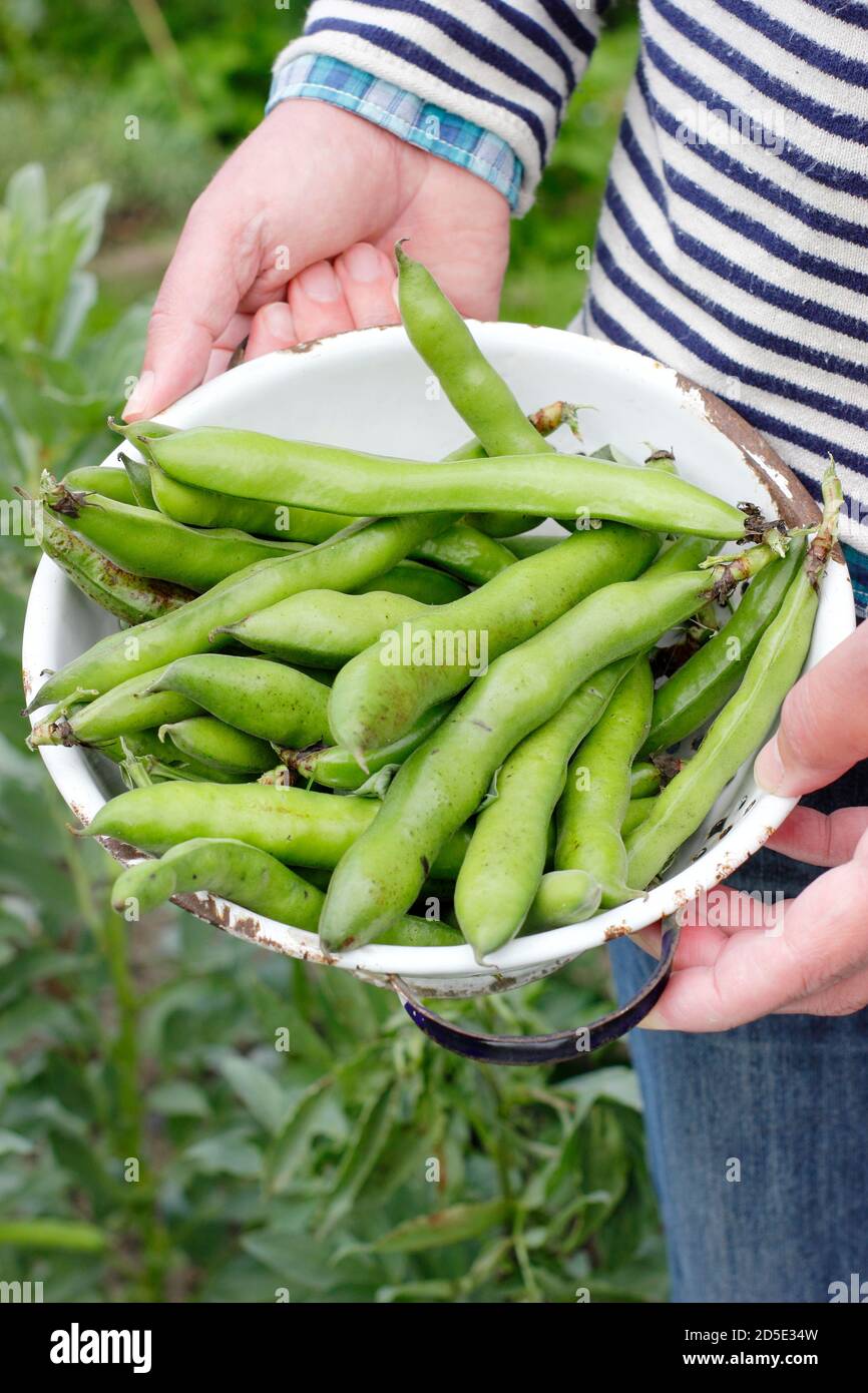 Fèves.Vicia faba 'exposition de Bunyard'.Des fèves fraîchement récoltées dans une passoire cultivée dans un jardin de cuisine domestique.ROYAUME-UNI Banque D'Images