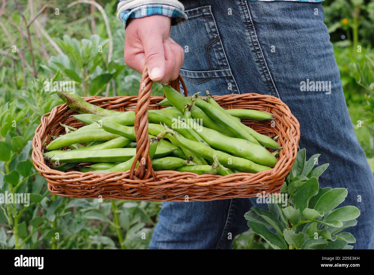 Vicia faba 'Bunyards Exhibition'. Des fèves fraîchement cueillies transportées dans un troug, cultivées dans un jardin de cuisine domestique (photo). ROYAUME-UNI Banque D'Images