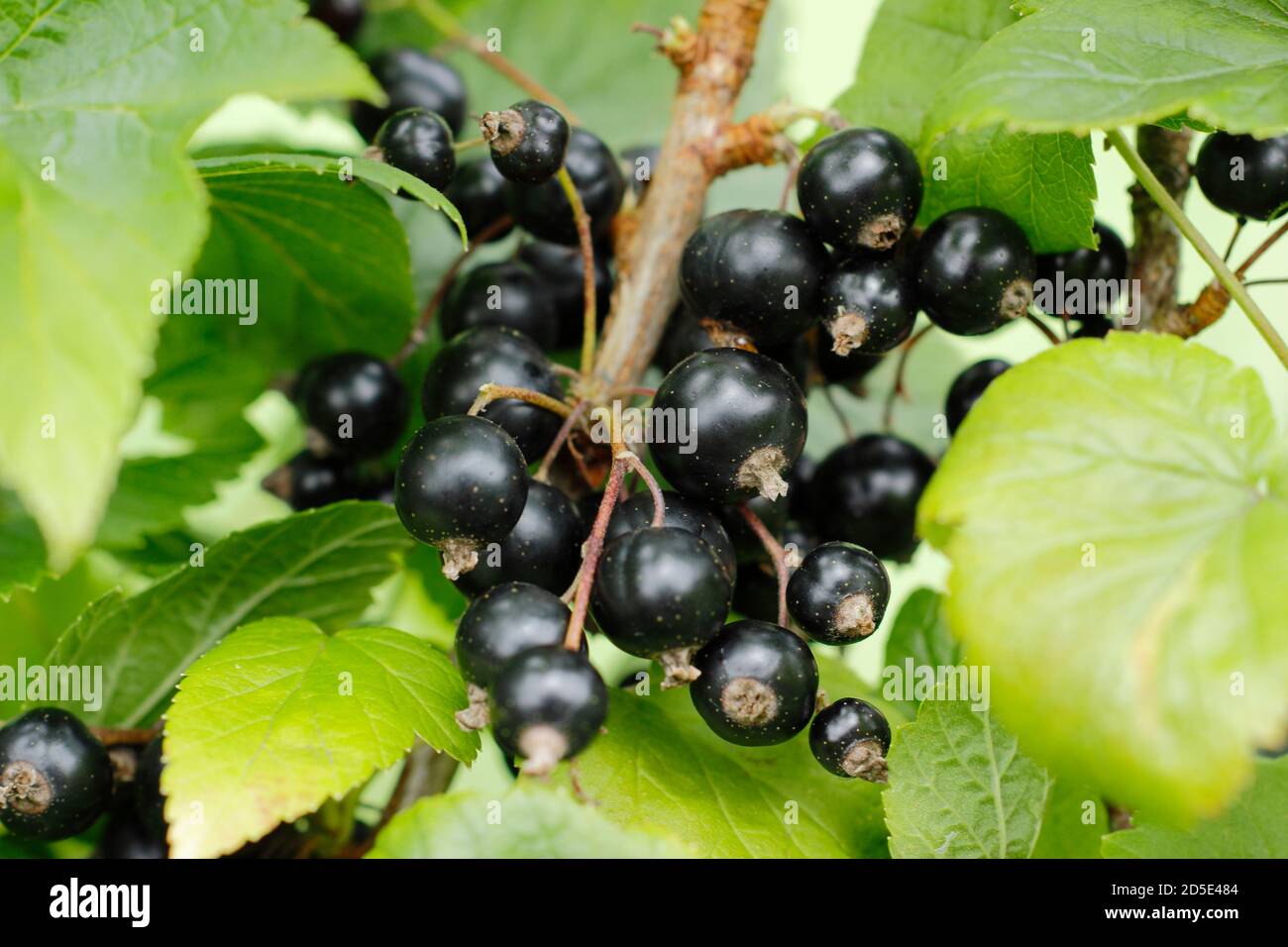Ribes nigrum. Les cassis mûrissent sur la brousse dans un jardin intérieur anglais. Banque D'Images