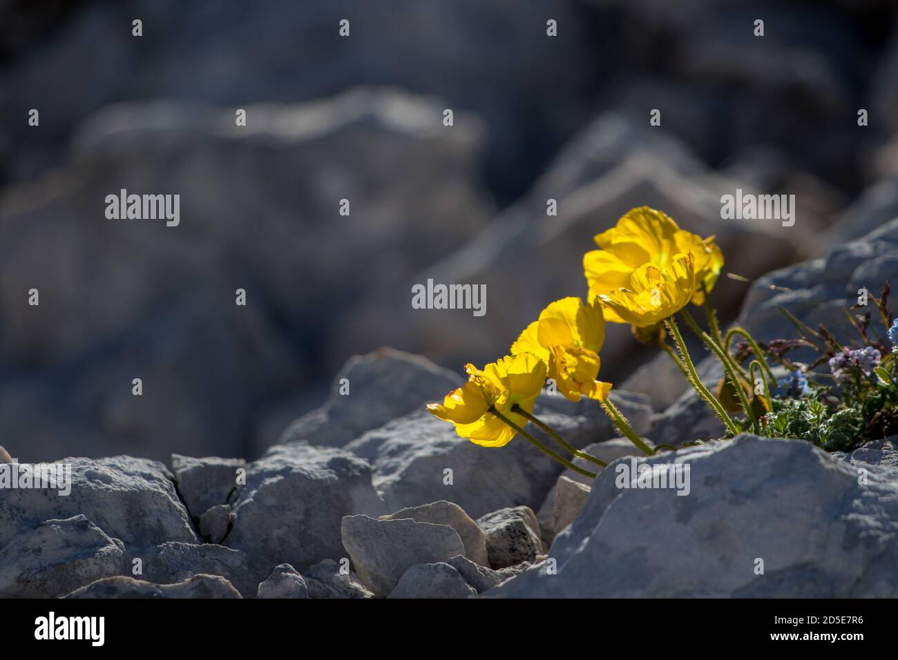 Papaver alpinum fleurit dans les montagnes, gros plan Banque D'Images