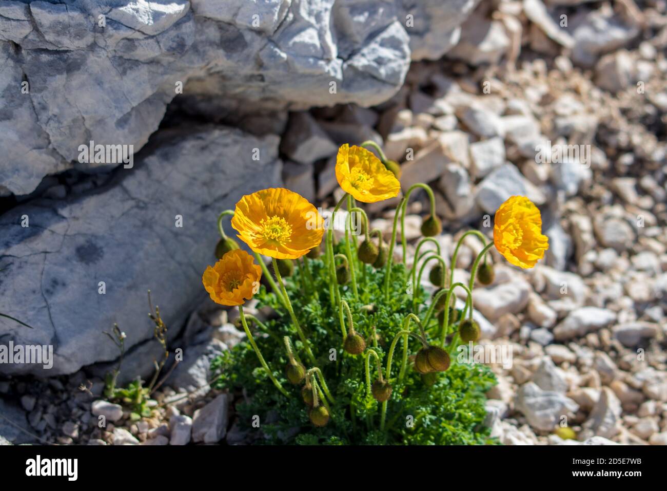 Orange Papaver alpinum fleurit dans les montagnes Banque D'Images