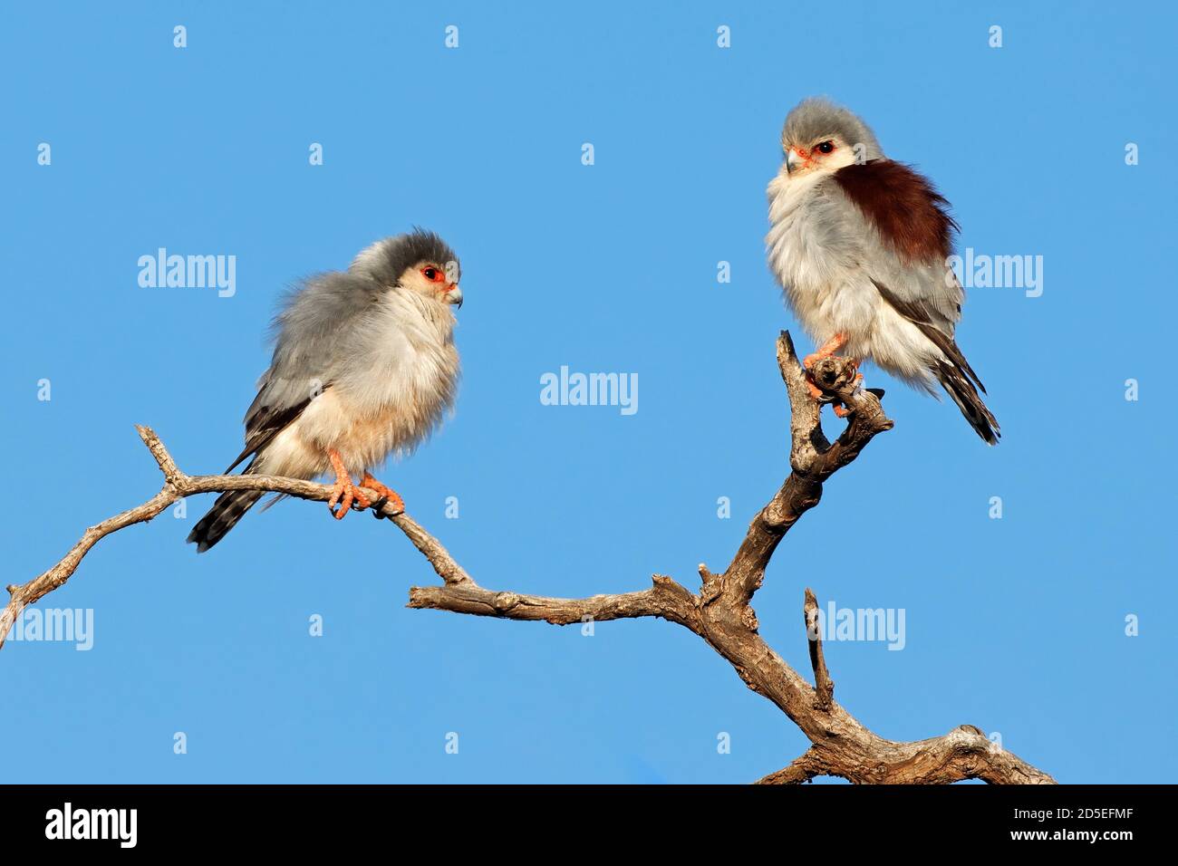 Une paire de faucons pygmées (Polihierax semitorquatus) perchée sur une branche, en Afrique du Sud Banque D'Images