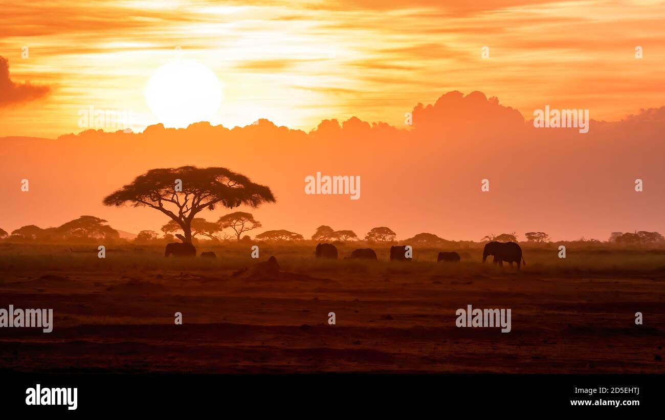 Un troupeau d'éléphants d'Afrique, loxodonnta africana, se promo à travers les plaines ouvertes du parc national d'Amboseli au coucher du soleil. Kenya. Banque D'Images