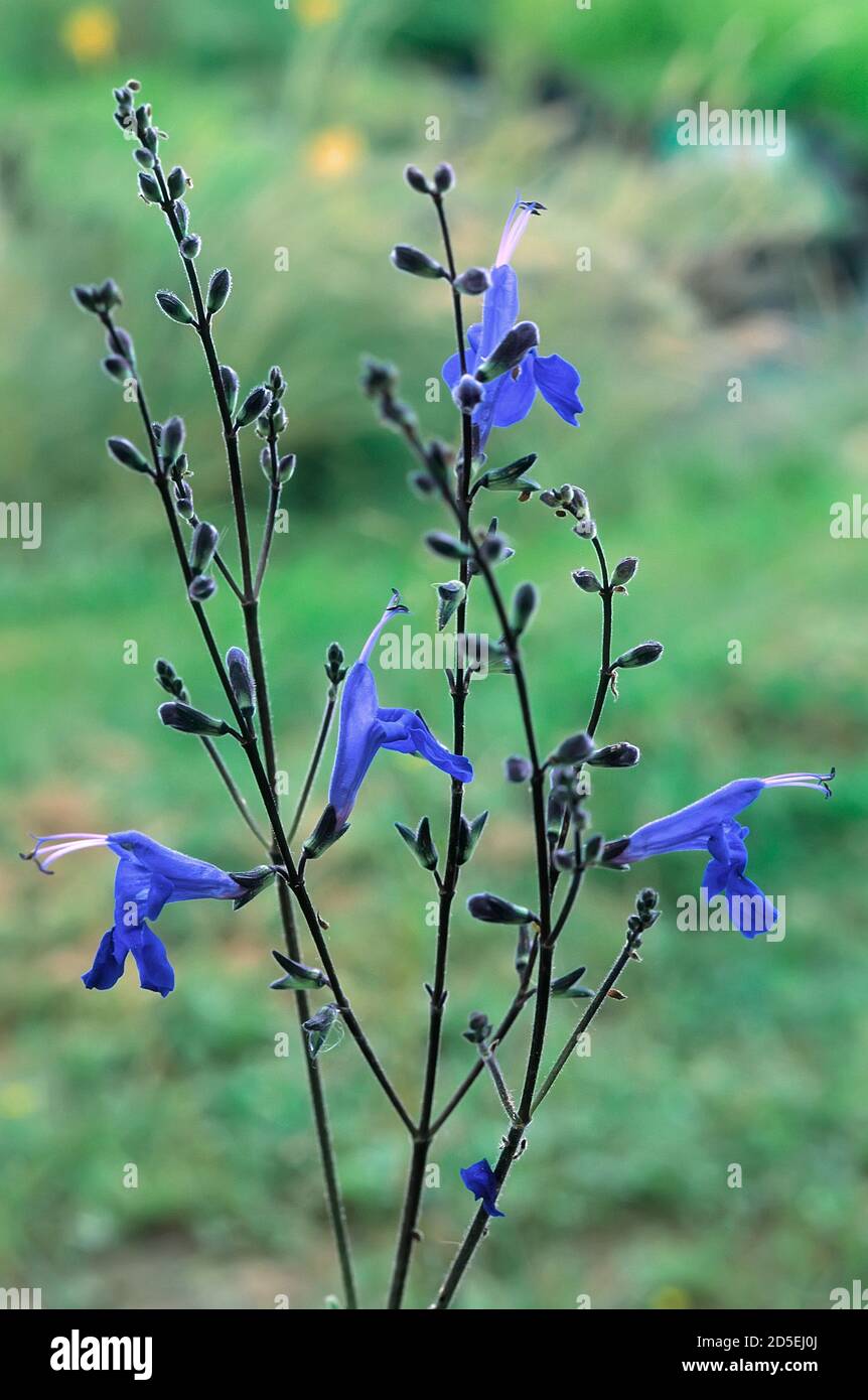 Salvia sagittata; Lamiaceae; sauge ornementale; plante vivace; violette  florale Photo Stock - Alamy