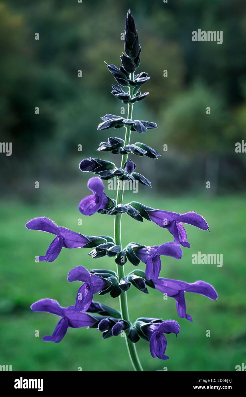 Sauge parfumée à l'anis (Salvia guaranitica); Lamiaceae; plante herbacée  vivace d'Amérique du Sud; violette florale Photo Stock - Alamy