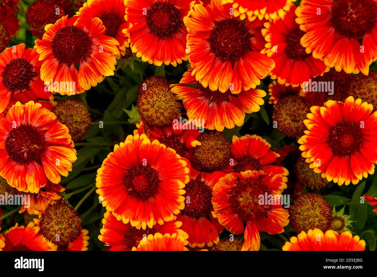 Gros plan des fleurs de la couverture indienne (Gillardia) dans un jardin à Kirkland, État de Washington, États-Unis. Banque D'Images
