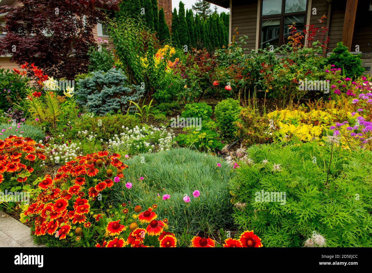 La couverture indienne (Gillardia) fleurit en premier plan dans un jardin à Kirkland, État de Washington, États-Unis. Banque D'Images