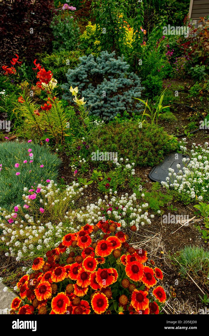 La couverture indienne (Gillardia) fleurit en premier plan dans un jardin à Kirkland, État de Washington, États-Unis. Banque D'Images