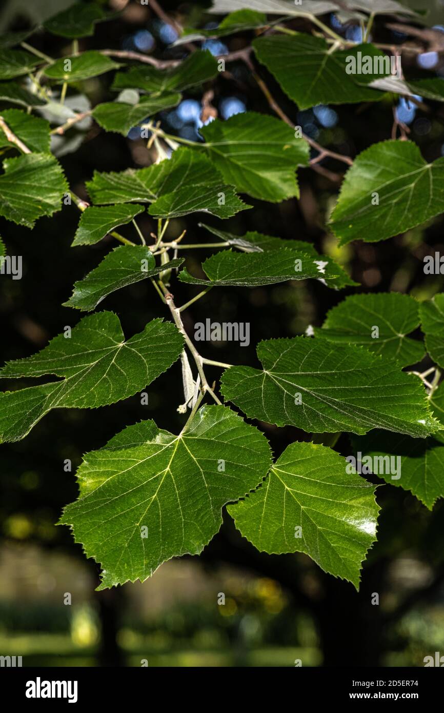 Feuille de Green Mountain Linden (Tilia tomentosa) Banque D'Images