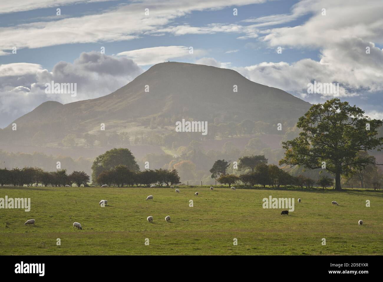 Les collines d'Eildon en automne, vue de Leaderfoot, Melrose, Écosse. Banque D'Images