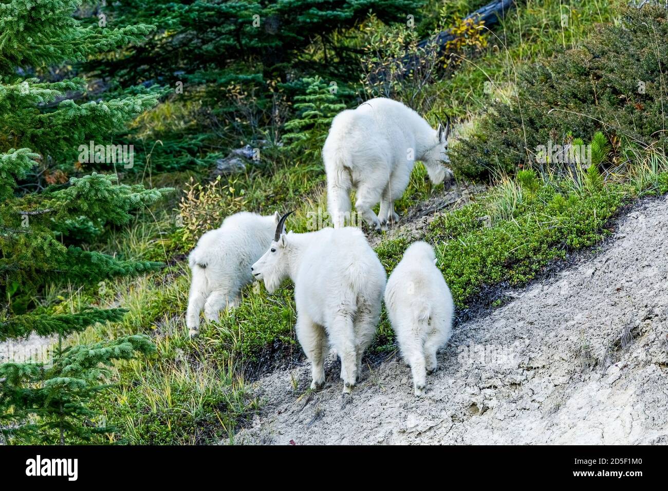 Pâturage des chèvres de montagne, Mt. Kerkeslin, parc national Jasper, Alberta, Canada Banque D'Images