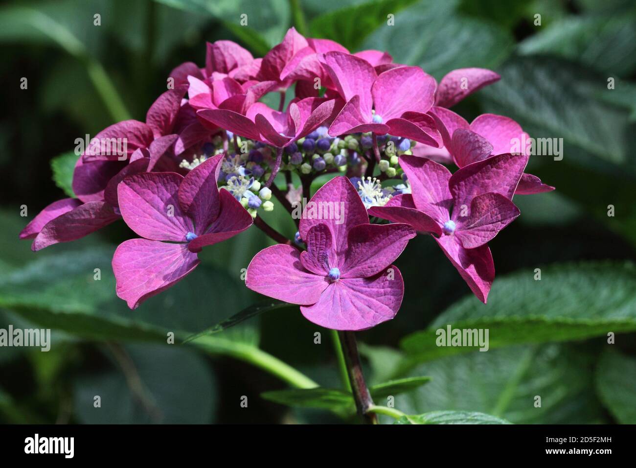 Lilas violet lacecap hortensia macrophylla Banque D'Images