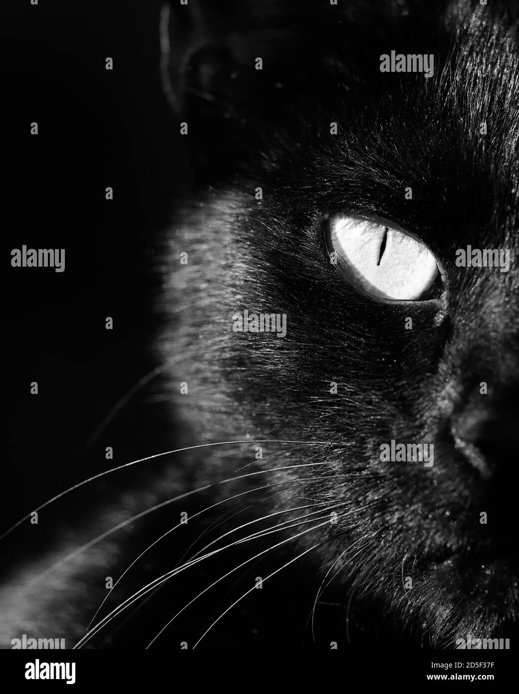 Portrait de chat noir vertical noir et blanc, détail d'un œil Banque D'Images