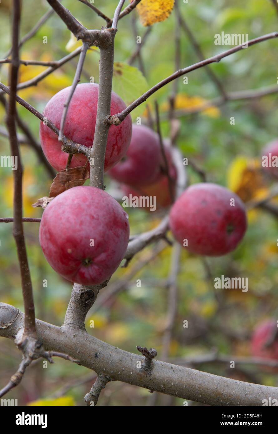 Pommes prêtes à être cueillir dans un verger de pommes au Vermont, États-Unis Banque D'Images